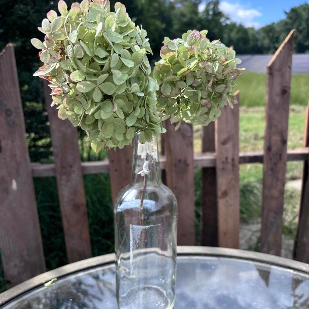 Real Preserved Hydrangea Stems 2pc Sage Green & Dusty Rose Pink Floral Decor